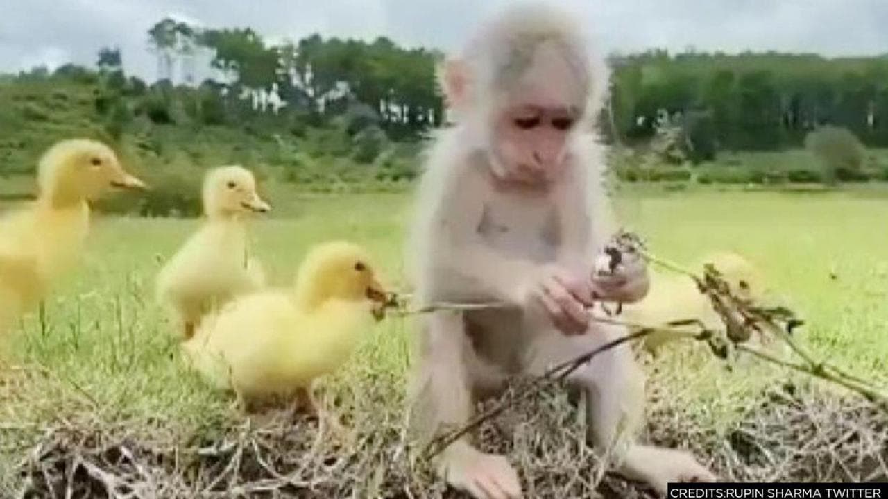 In a viral video monkey and some bird play together