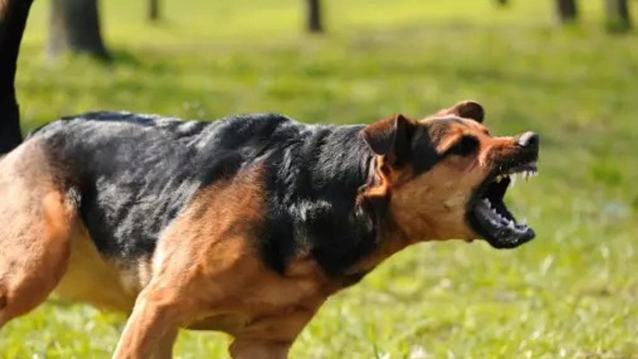 Ban on sale and breeding of 23 dangerous dog breeds in Gautam Buddha Nagar 