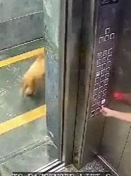 Dog Attacks Girl in Lift